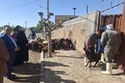 بازدید فرماندار از انجام عملیات واکسیناسیون توسط اکیپ های دامپزشکی 